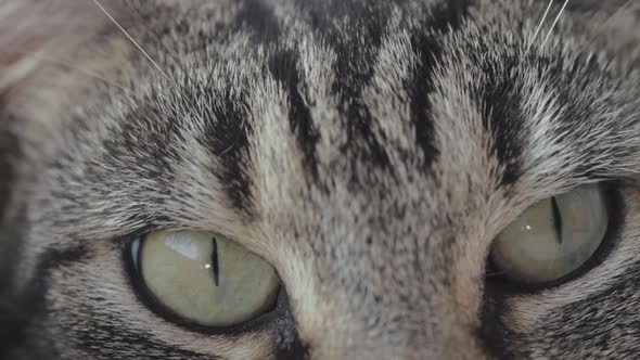 Alert young striped tabby cat macro shot of eyes