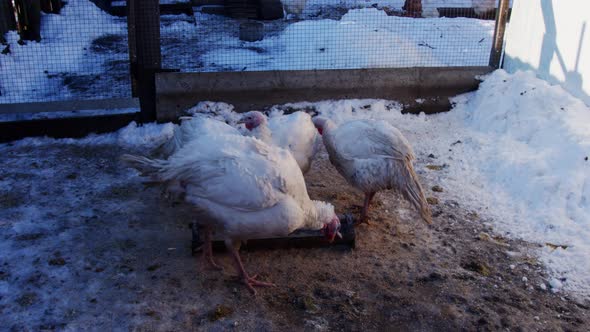 Turkeys on Snowy Ground on Farm