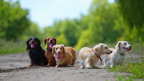 Pedigree dogs on ground. Portrait of five dachshunds on blur background outdoors. Beautiful pet dogs