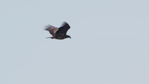 White-tailed sea eagle flying in Sweden, slow motion shot