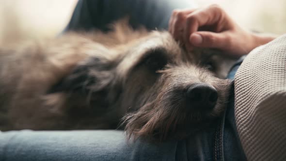 A Close-up Shot of a Dog's Face, Which Looks Curiously Around