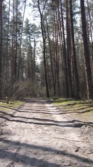 Vertical Video of a Road in the Forest