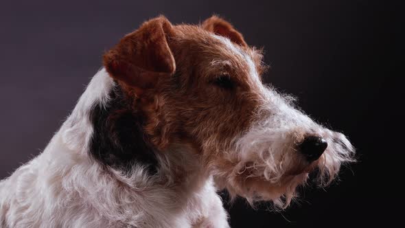 Profile Portrait of the Muzzle of a Dog Fox Terrier Breed in the Studio on a Gray Black Gradient