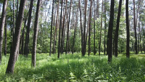 Trees in the Forest By Summer Day