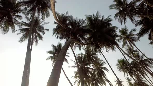 Coconut plantation in the farm