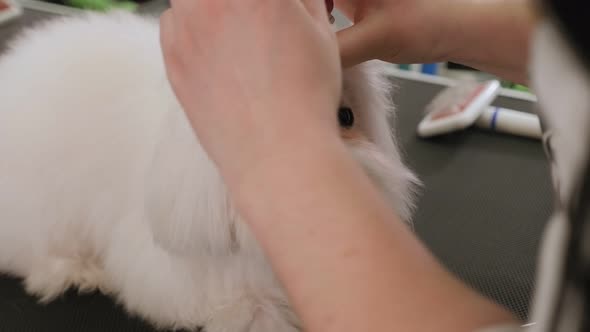 Girl Groomer Combing a Bichon Bolognese with Comb, She Tying a Gum on Her Head.