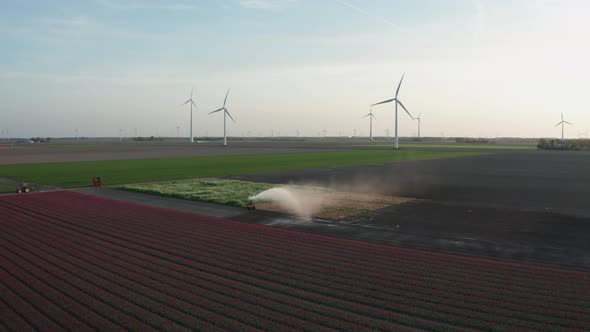 Aerial View of Tulip Planted Fields in the Dronten Area. Spring in the Netherlands