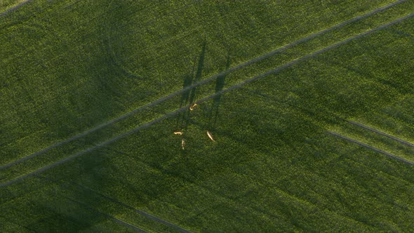 Aerial top down view of a pack of deer, grazing on a green wheat field, during golden, in Porkkala,