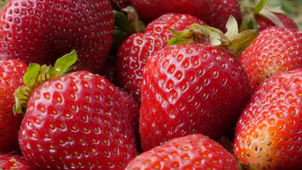 Fruit Fragaria  ananassa  colorful background 4K 2160p UltraHD tilt footage - Garden strawberries fr