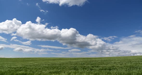 Green Rye On A Background Of Sky And Clouds