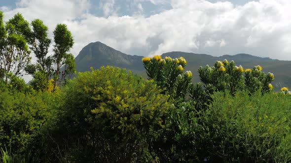 Proteas swaying in wind with green vegetation, mountain and beautiful clouds in background