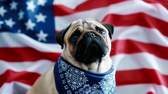 The Young Pug with American Flag
