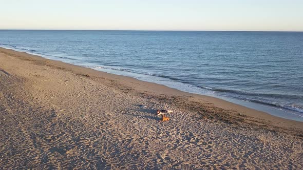 Girl and dog on the beach at sunset. Aerial view