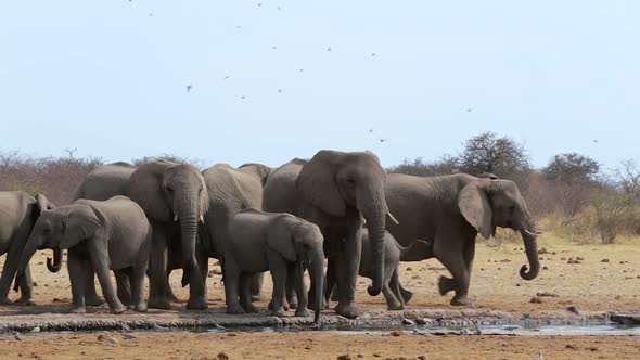 herd of African elephants drinking at a muddy waterhole