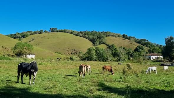 Some cows and bulls grazing and two rustic white farmhouses