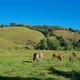 Some cows and bulls grazing and two rustic white farmhouses - VideoHive Item for Sale