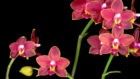 Blooming Red Orchid Phalaenopsis Flower