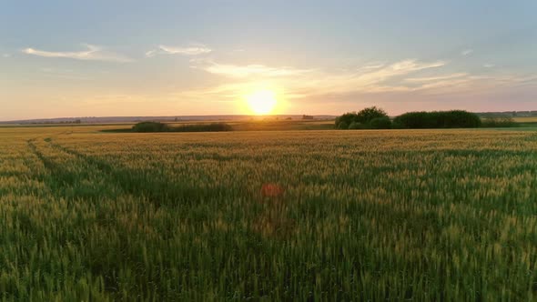 Flying To Sunset Over Wheat Field