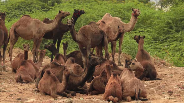 Camels at the Pushkar Fair, Also Called the Pushkar Camel Fair