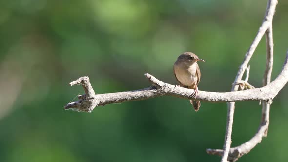 Little house wren perching on leafless tree branch, looking and wondering around its natural surroun