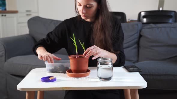 Young Millennial Woman Planting Onion Herbs at Home in a Pot