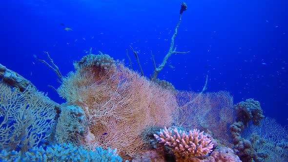 Underwater Tropical Corals