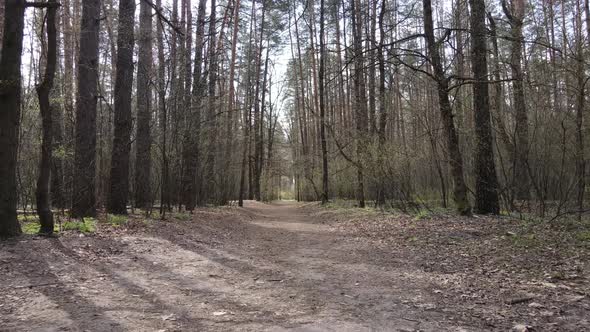 Aerial View of the Road Inside the Forest