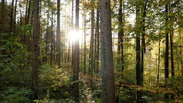 Woods Trees in Colorful Autumn Fall Season