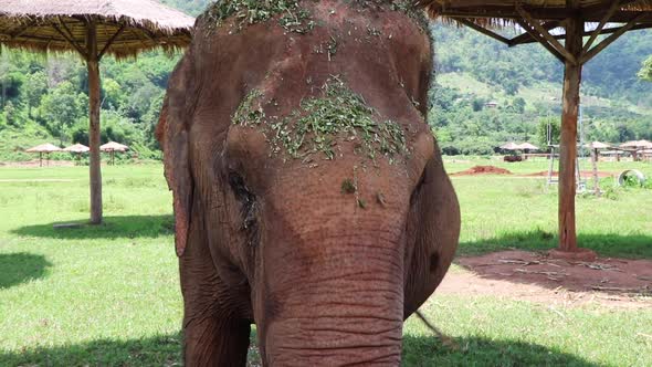 Large elephant from the front looking directly at the camera shaking its ears.