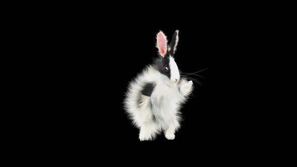 Rabbit Dancing HD