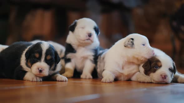 Cute Little Australian Shepherd Puppies on the Floor in the Room