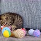 Kitten and toys.playful kitten.A gray tabby kitten plays with toys - VideoHive Item for Sale