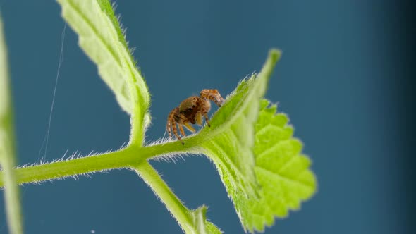 Adorable Jumping Spider Walking And Looking Curious on Green Leaf