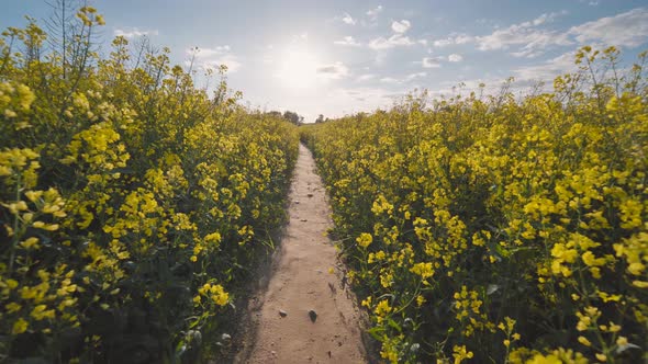 A Path in a Field of Rapeseed on a Spring Day