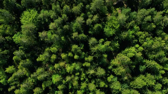 Aerial Footage Of Beautiful Green Forest In Sweden, Drone Stock Footage By Drone Rune X