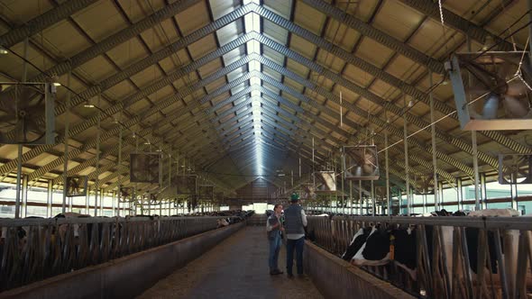 Animal Vets Checking Cows at Dairy Farm Shed