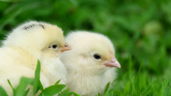Little Yellow Chicks Sitting in the Grass Concept Agriculture Ecology Bio