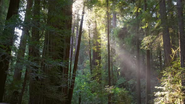 Walking Through Redwood National Park USA