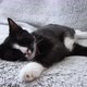 Cat laying on a couch - VideoHive Item for Sale