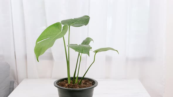 Monstera or Swiss-cheese plant tropical green leaf exotic in a flower pot on the table with white cu