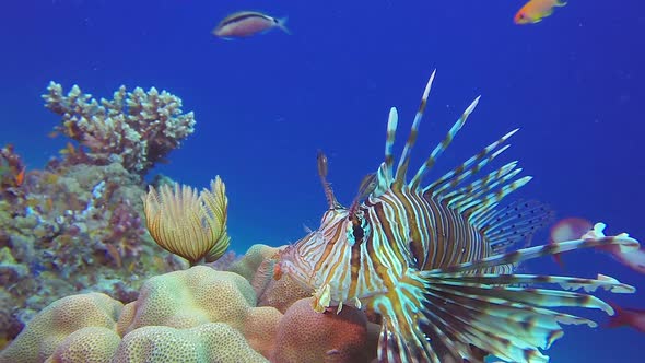 Soft Coral Tube Worm and Lionfish