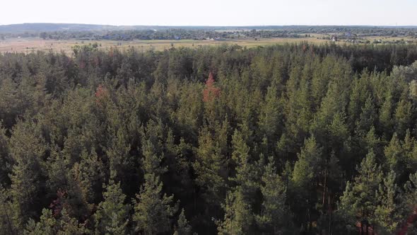 Aerial View on Pine Forest with Fields. Wood Park with Green Trees