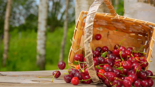 Bunch of Ripe Red Cherries Falling From the Basket on the Wooden Table 