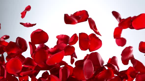 Super Slow Motion Shot of Real Red Rose Petals Explosion on White Background at 1000 Fps
