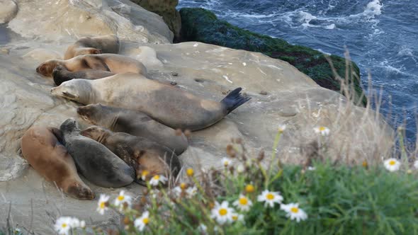 Sea Lions on the Rock in La Jolla. Wild Eared Seals Resting Near Pacific Ocean on Stones. Funny Lazy