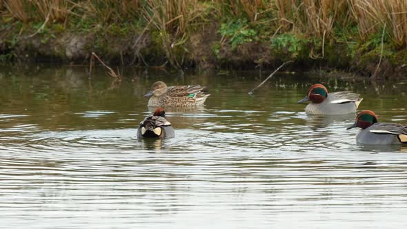A group of Common Teal with the males performing their courtship display at water's edge, Caerlavero