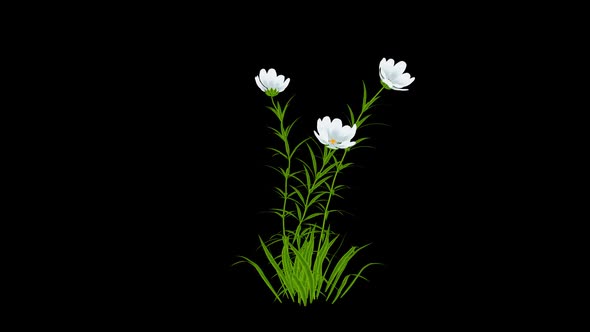 Cartoon White Flowers Grow