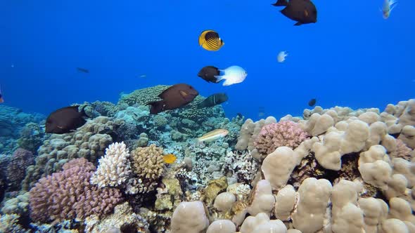 Coral Garden with Underwater Vibrant Fish