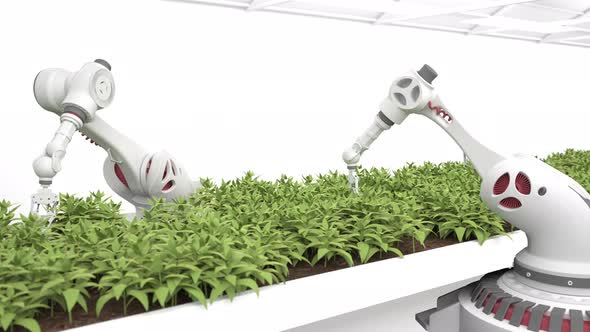 Automated planting process using advanced robot for planting leaves in trays