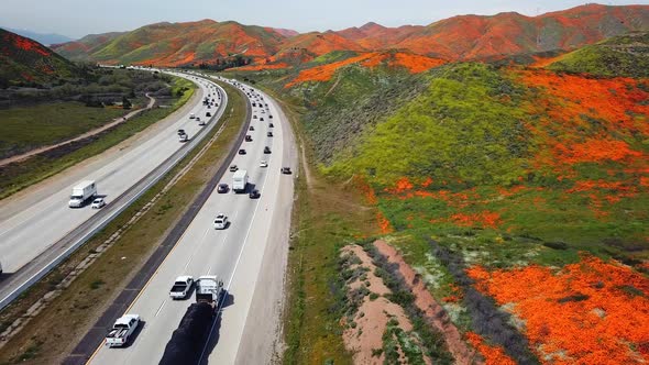 Aerial low level pan of the super bloom of golden poppies by Lake Elsinore California and Walker Can